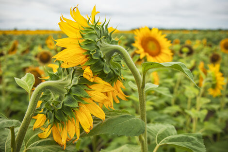 El girasol (no confitero) pagará una retención del 15 por ciento. (Fuente: Adrián Pérez)