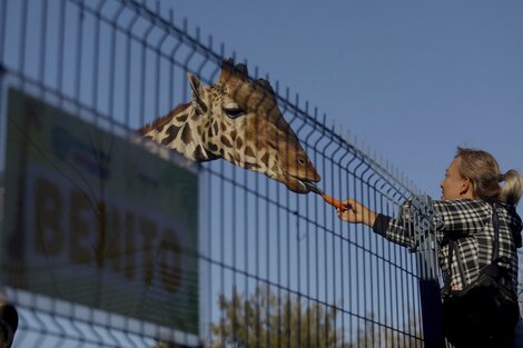 Por meses, ecologistas agrupados bajo el nombre "Salvemos a Benito" denunciaron que la jirafa no tenía condiciones aptas para vivir