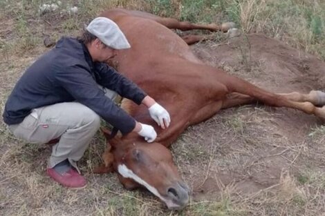 La drástica decisión de las autoridades sanitarias frente a la encefalomielitis equina  