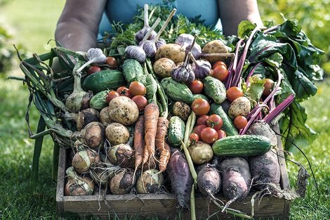 Reprimarización, extranjerización y concentración: ¿cómo impacta la ley ómnibus en el sector agrario? 