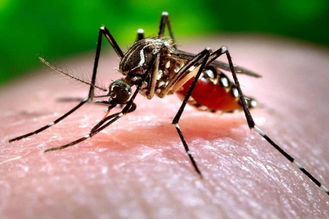 En la última semana se reportaron 428 casos de dengue y 18 de chikungunya en Santa Fe  