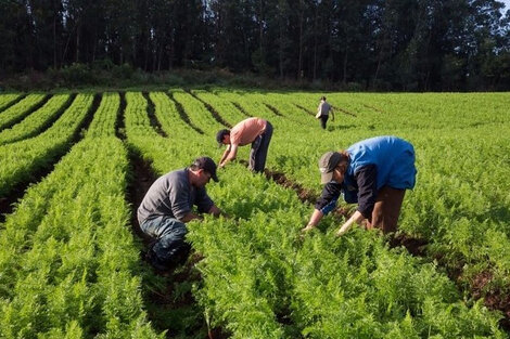 La Mesa Agroalimentaria rechaza la Ley Ómnibus