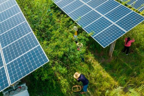 Los paneles fotovoltaicos lideran, por lejos, la transición hacia las renovables.