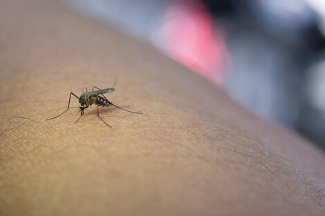 Murió un adolescente tras contraer dengue en Corrientes