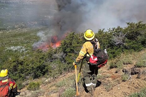 El negocio de los delitos ambientales y los desafíos regulatorios