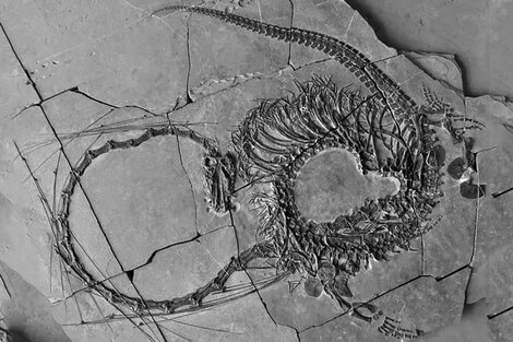 Hallaron fósiles de un 'dragón chino' de 240 millones de años