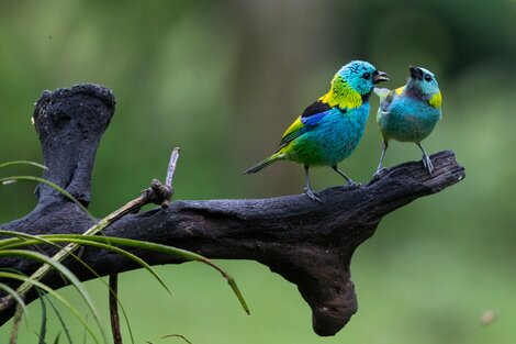 Saíra arcoiris, una de las más de 1.000 especies de aves que habitan en Argentina