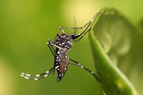 El Aedes aegypti, el mosquito que transmite el dengue. 