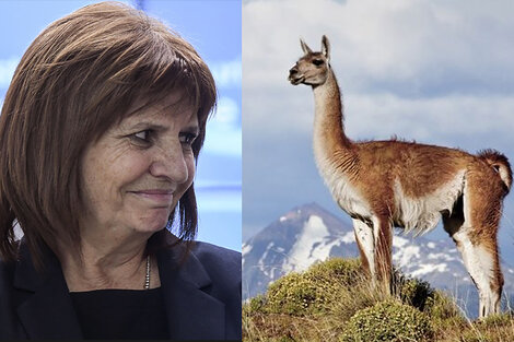 Chubut, provincia de guanacos, minerales y zonas de sacrificio  