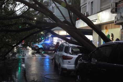 Árboles caídos y barrios anegados, una postal de Buenos Aires tras cada tormenta.