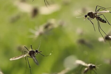 Cómo es la técnica del mosquito estéril que implementó Mendoza para combatir el dengue