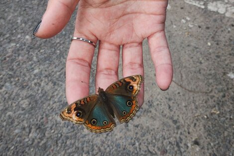 El AMBA se llenó de mariposas: ¿cuál es la causa?