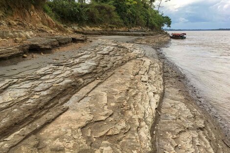 Descubren un delfín gigante de 16 millones de años que vivió en los ríos de la Amazonia