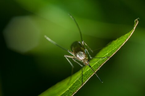 Falleció un nene de seis años por dengue