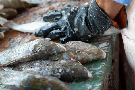 Se derrumba la venta de pescado