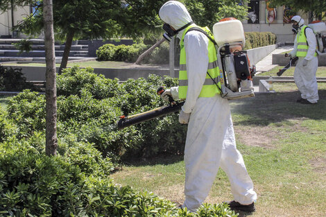 Dengue: ¿es efectiva la recomendación que dio el ministro de Salud de Milei?