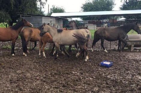 Jueza ordenó entregar equinos maltratados: son seres "sintientes"