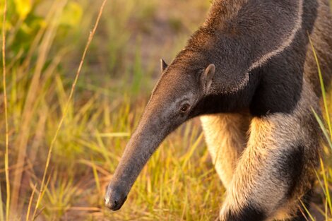 Descubren por primera vez un oso hormiguero en el Parque Nacional Ansenuza