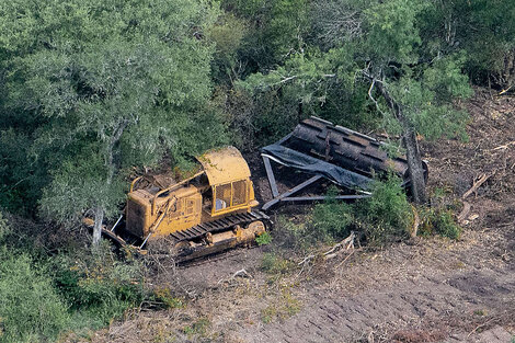 En una escandalosa sesión, la Cámara de Diputados del Chaco dejó a tiro del desmonte más de un millón de hectáreas de bosque nativo