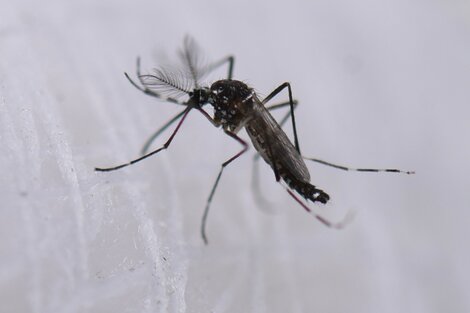 La temperatura del Índico podría ayudar a predecir las tendencias mundiales del dengue
