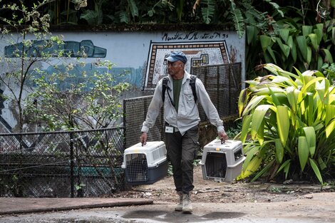 Costa Rica ya no tendrá zoológicos públicos (Fuente: AFP)
