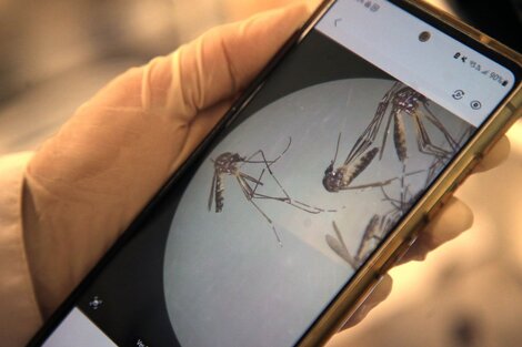 Explosión de mosquitos casi en invierno: por qué sobreviven al frío de Buenos Aires