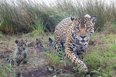 Video: nacieron tres nuevos cachorros de yaguareté en el Parque Nacional Iberá