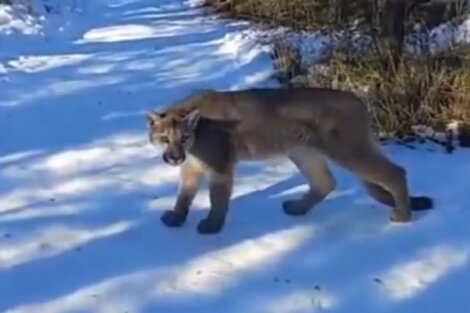 Video: un puma apareció frente a turistas que hacían trekking en El Chaltén