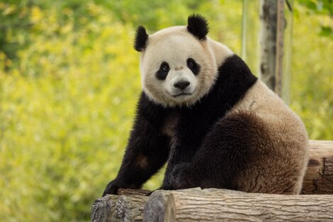 "Diplomacia Panda": Estados Unidos recibirá dos osos de China para trabajos de investigación