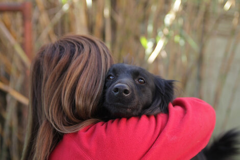 ONG que luchan contra la crueldad animal: historias de los refugios que salvan a perros y gatos