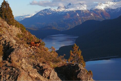 Avistan ciervos nativos en peligro de extinción en Parques Nacionales de la Patagonia