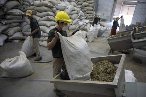 Ni yerba de ayer secándose al sol: productores en alerta por la desregulación del mercado