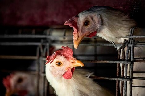 La OMS confirmó la primera muerte por un nuevo tipo de gripe aviar