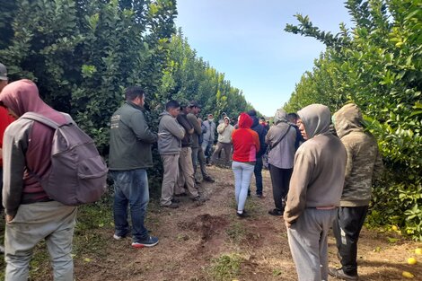 El 80% de los trabajadores citrícolas no están registrados en Metán 