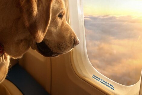 Estados Unidos: lanzan la aerolínea "Bark Air" para que los perros viajen con comodidades "VIP"