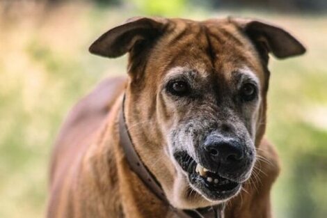 Desde enero se registraron 631 pacientes por mordeduras de perros