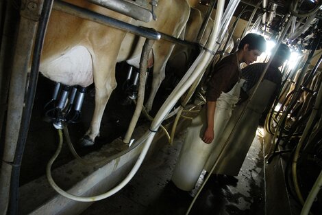 Fuerte caída del consumo de leche