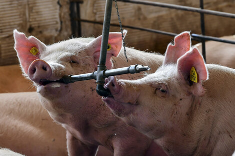 El origen es la carne mal elaborada de cerdos infectados.