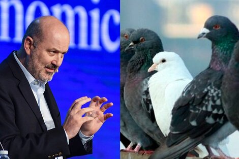 Sturzenegger ya eligió sus primeras enemigas: las palomas
