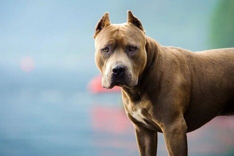 Condenaron a 8 años de prisión al dueño de un Pitbull que mató a una niña de 10 años