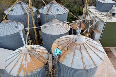 700 silos sin declarar en campos bonaerenses