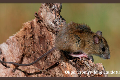 Una chica de 16 años falleció en Guachipas por hantavirus