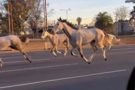 La explicación detrás de los 46 caballos que aparecieron corriendo en la Panamericana