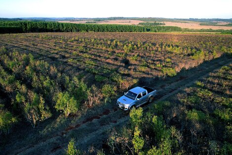 La desregulación yerbatera amenaza a los productores