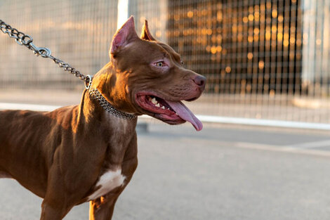 Condenan a ocho años de prisión al dueño de un perro que mató a una nena