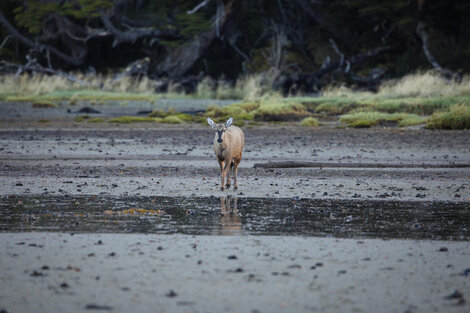 Detectan un Huemul en el punto más austral de Chile