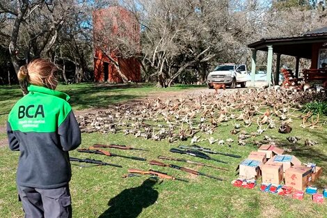 Tráfico ilegal de fauna: encontraron patas de elefante y cueros de animales en trece allanamientos simultáneos