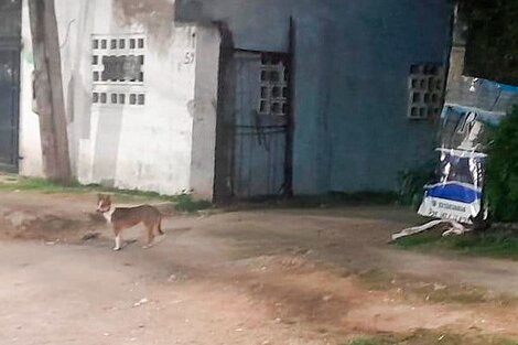 El femicidio ocurrió en una vivienda del barrio platense de San Carlos.