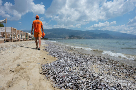 Las inundaciones de hace un año causan la muerte de decenas de miles de peces en Grecia 