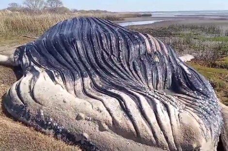 Hallaron una ballena muerta en las costas del río de La Plata (Imagen: redes sociales)